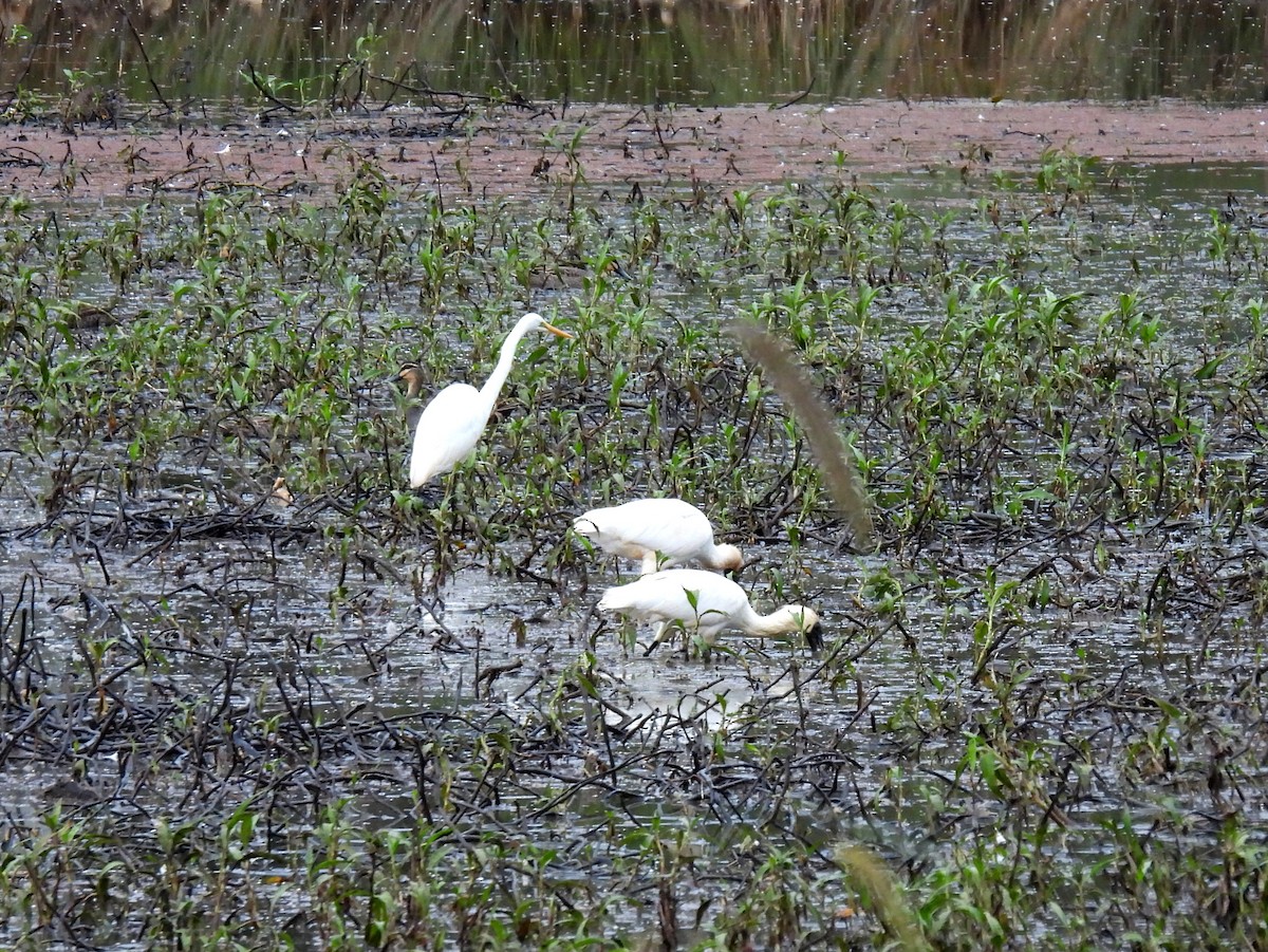 Great Egret - ML637955953