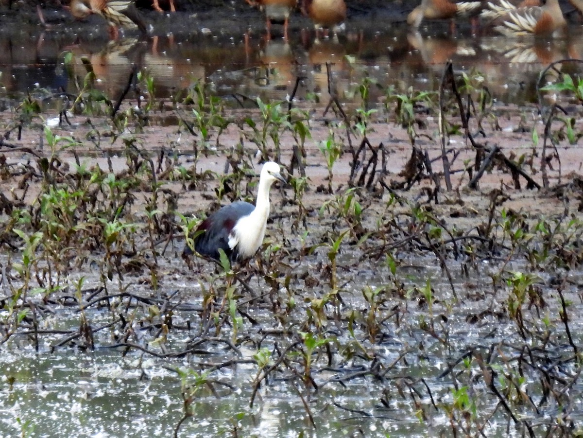 Pacific Heron - ML637955956