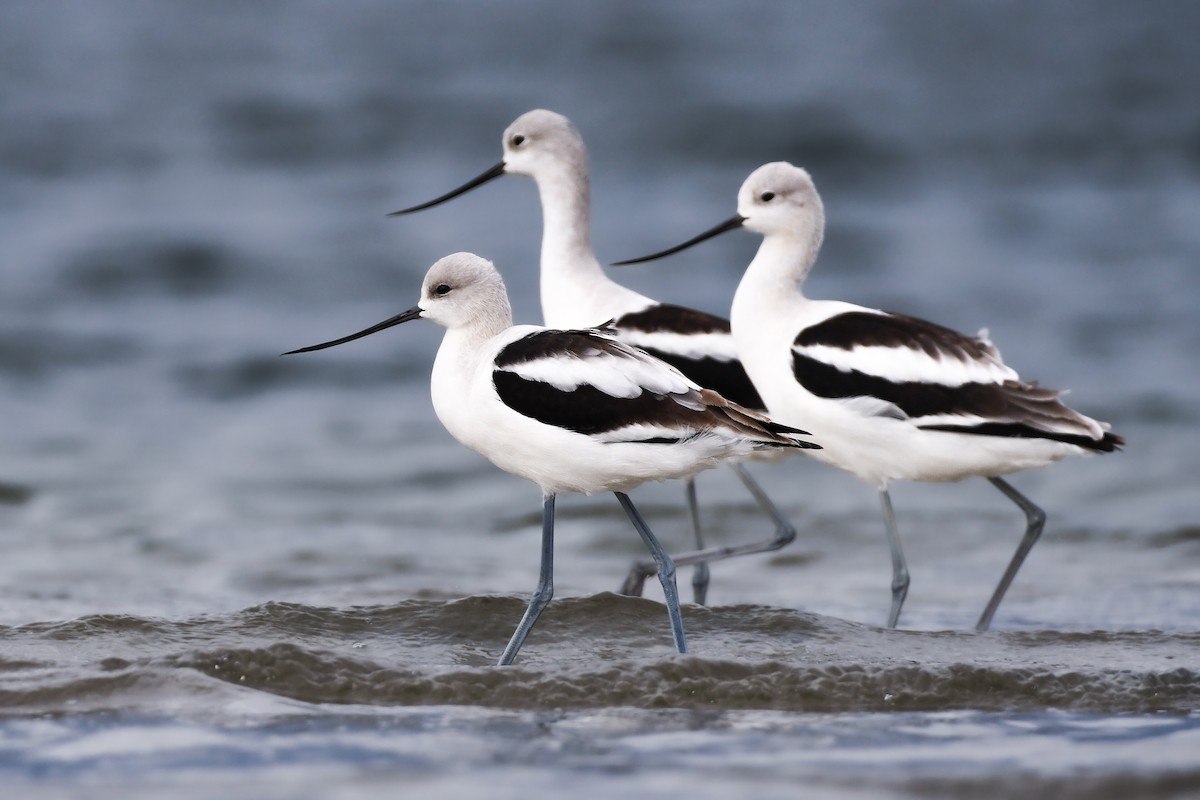 American Avocet - ML637955964