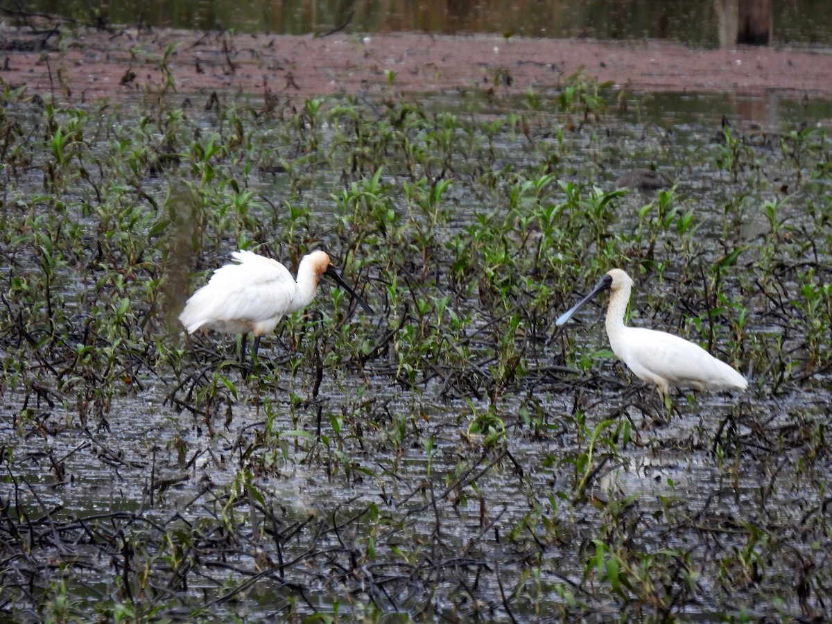 Royal Spoonbill - ML637955968