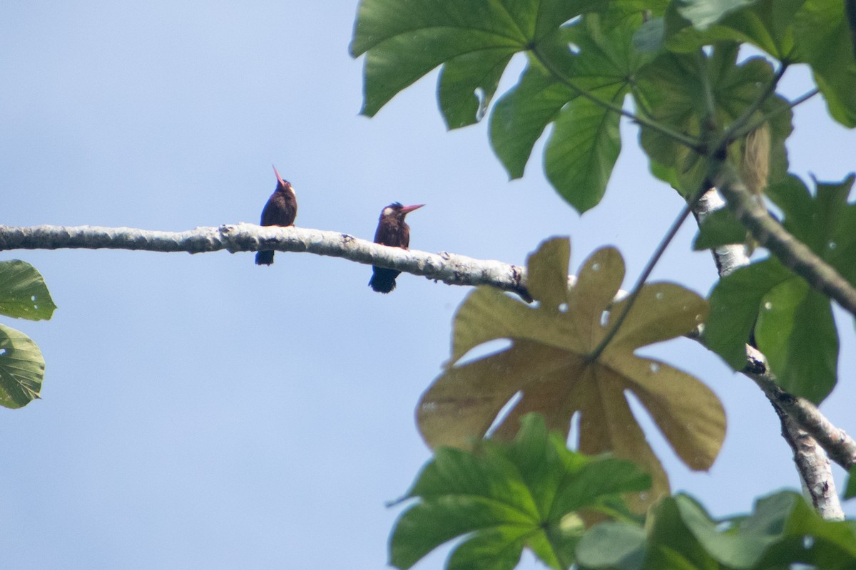 White-eared Jacamar - ML637955986