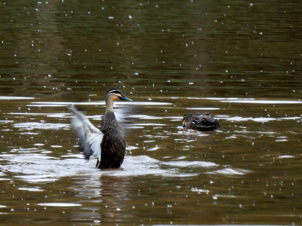 Pacific Black Duck - ML637955989