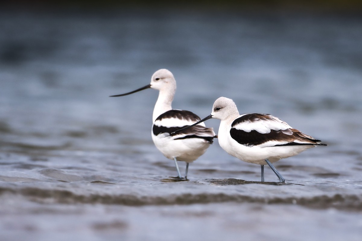 American Avocet - ML637955991