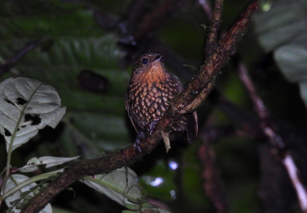 Spotted Barbtail - ML637955992