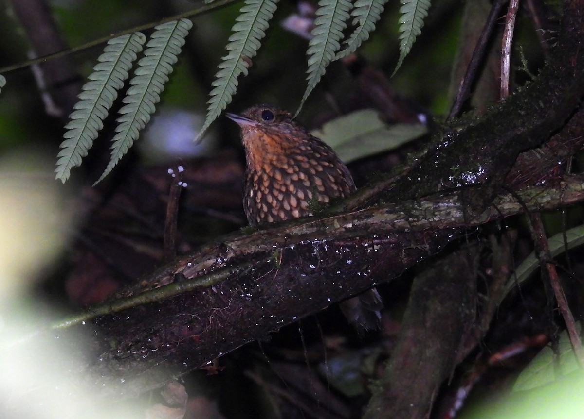 Spotted Barbtail - ML637955993