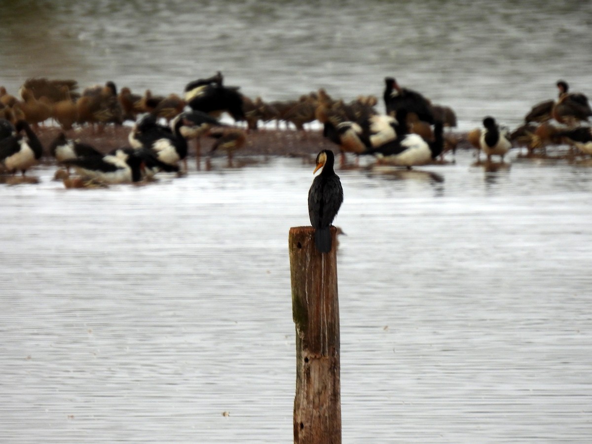 Little Pied Cormorant - ML637955995