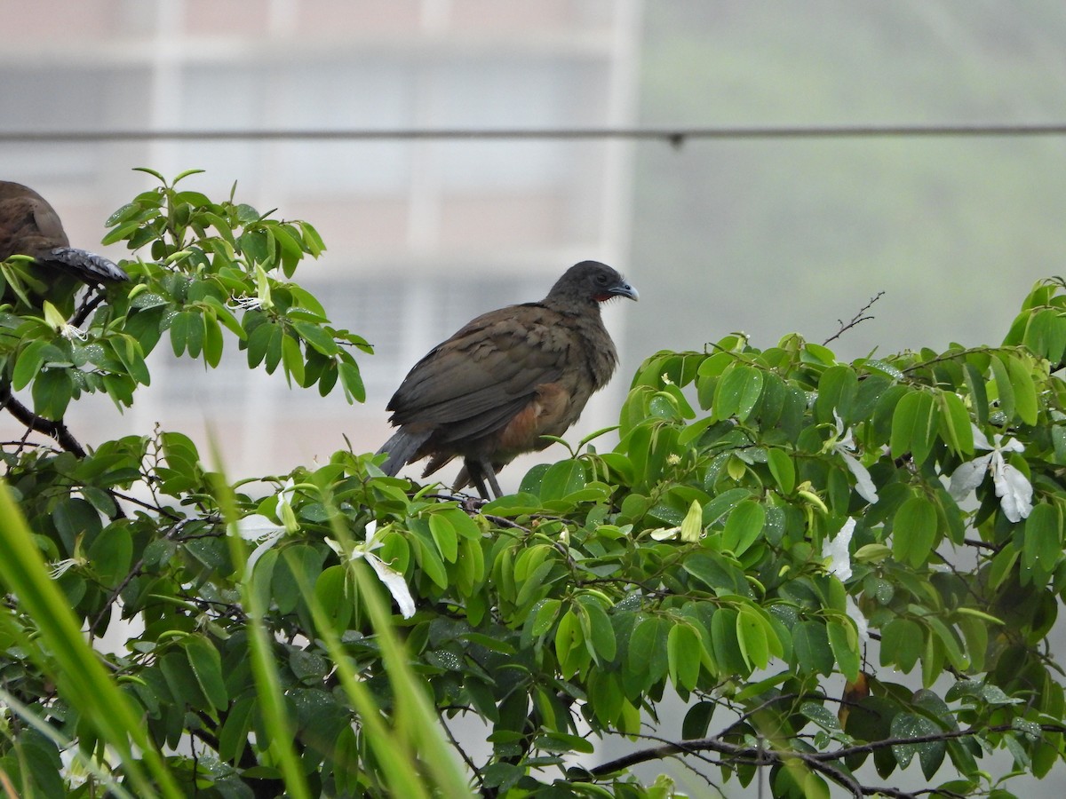 Rufous-vented Chachalaca - ML637956008