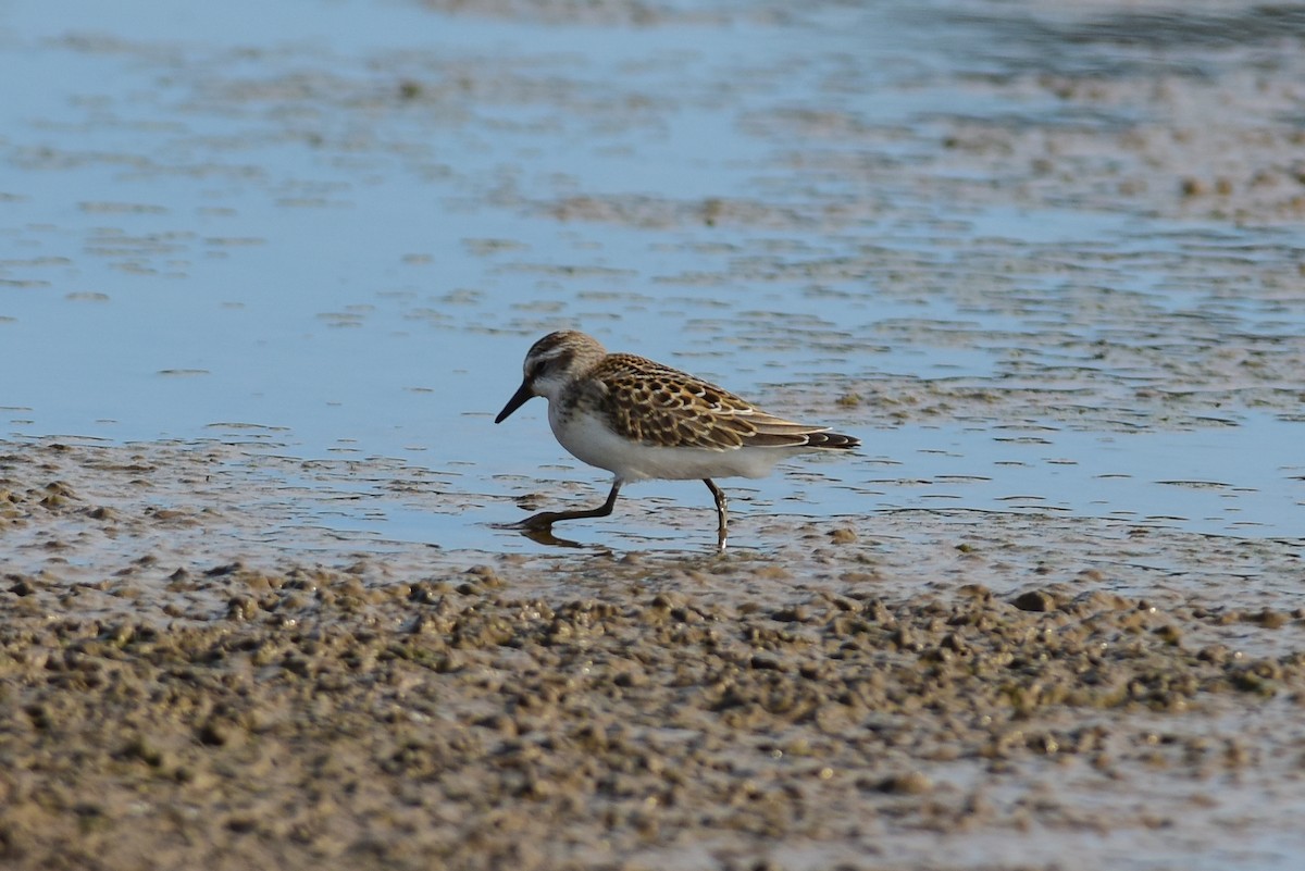 Semipalmated Sandpiper - Mike Charest