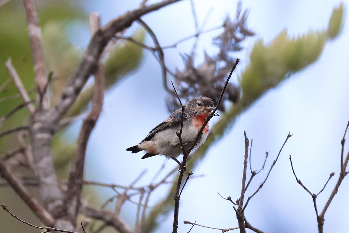 Mistletoebird - ML637956021