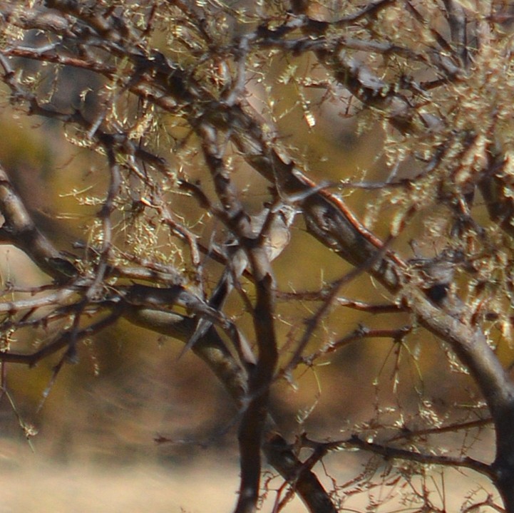 Plain-mantled Tit-Spinetail - ML637956055