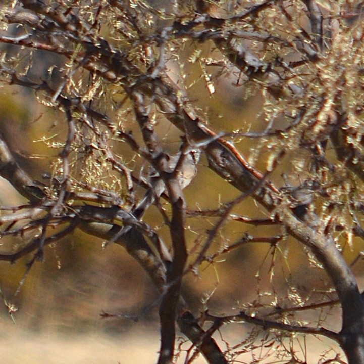 Plain-mantled Tit-Spinetail - ML637956056