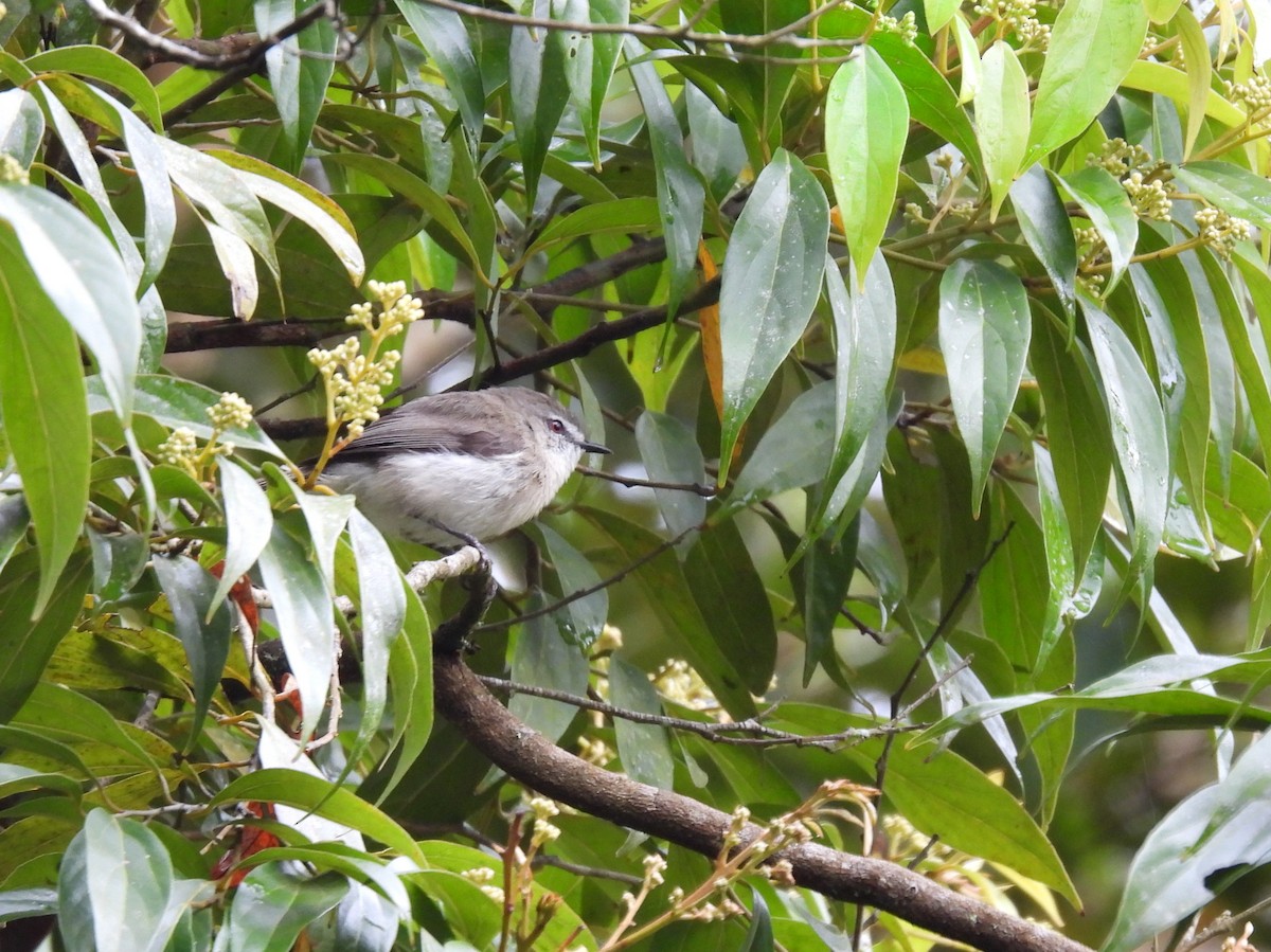 Brown Gerygone - ML637956193