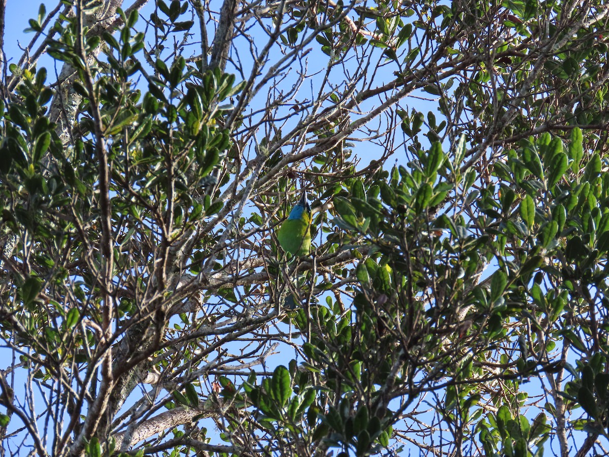 Golden-naped Barbet - ML637956219