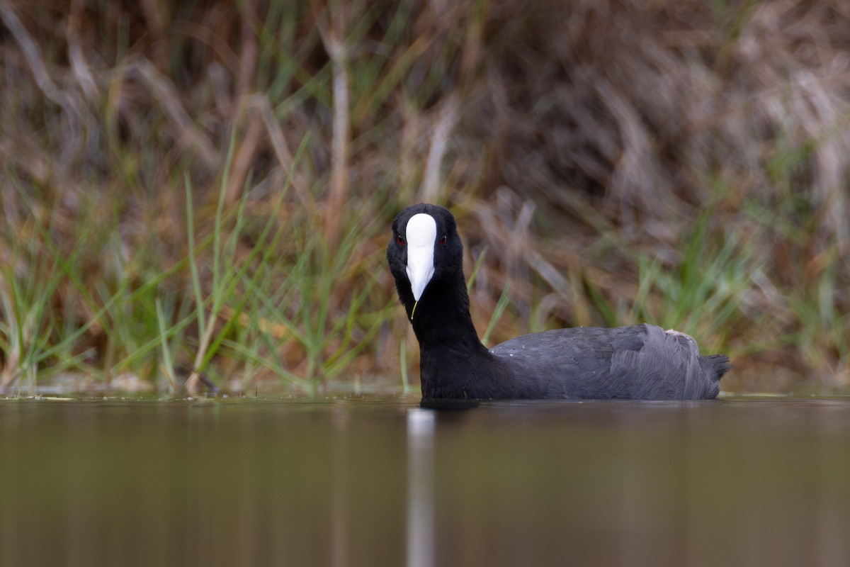Hawaiian Coot - ML637956235