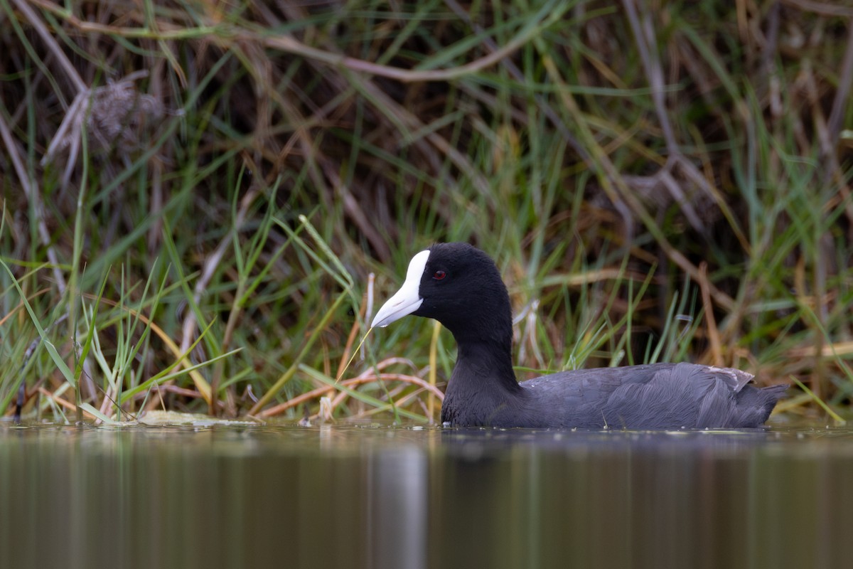 Hawaiian Coot - ML637956236