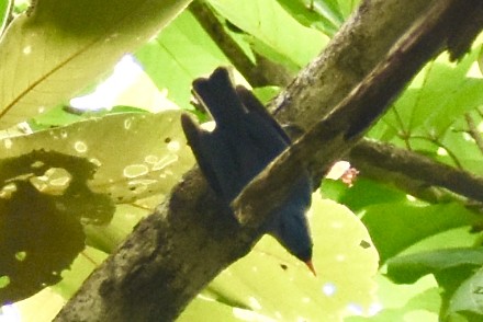 Velvet-fronted Nuthatch - ML637956292