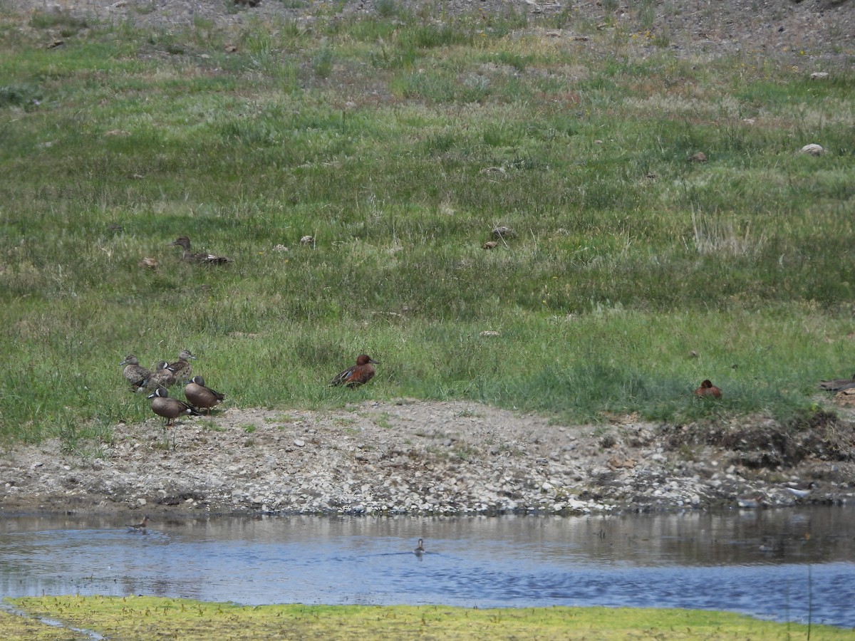 Blue-winged Teal - ML637956294