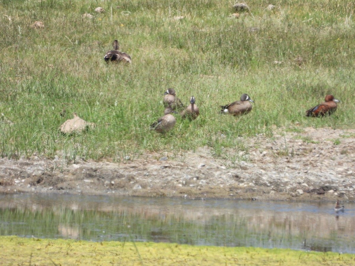 Blue-winged Teal - ML637956295