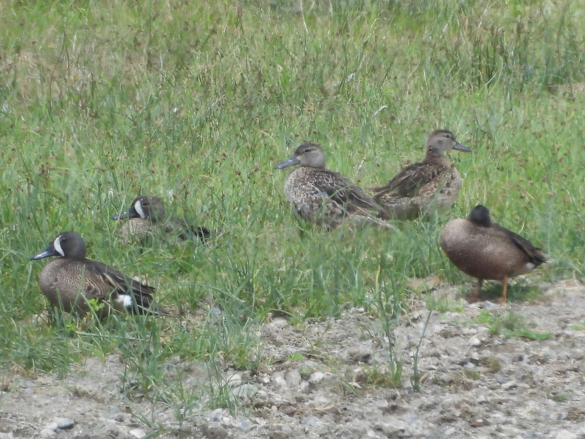 Blue-winged Teal - ML637956297