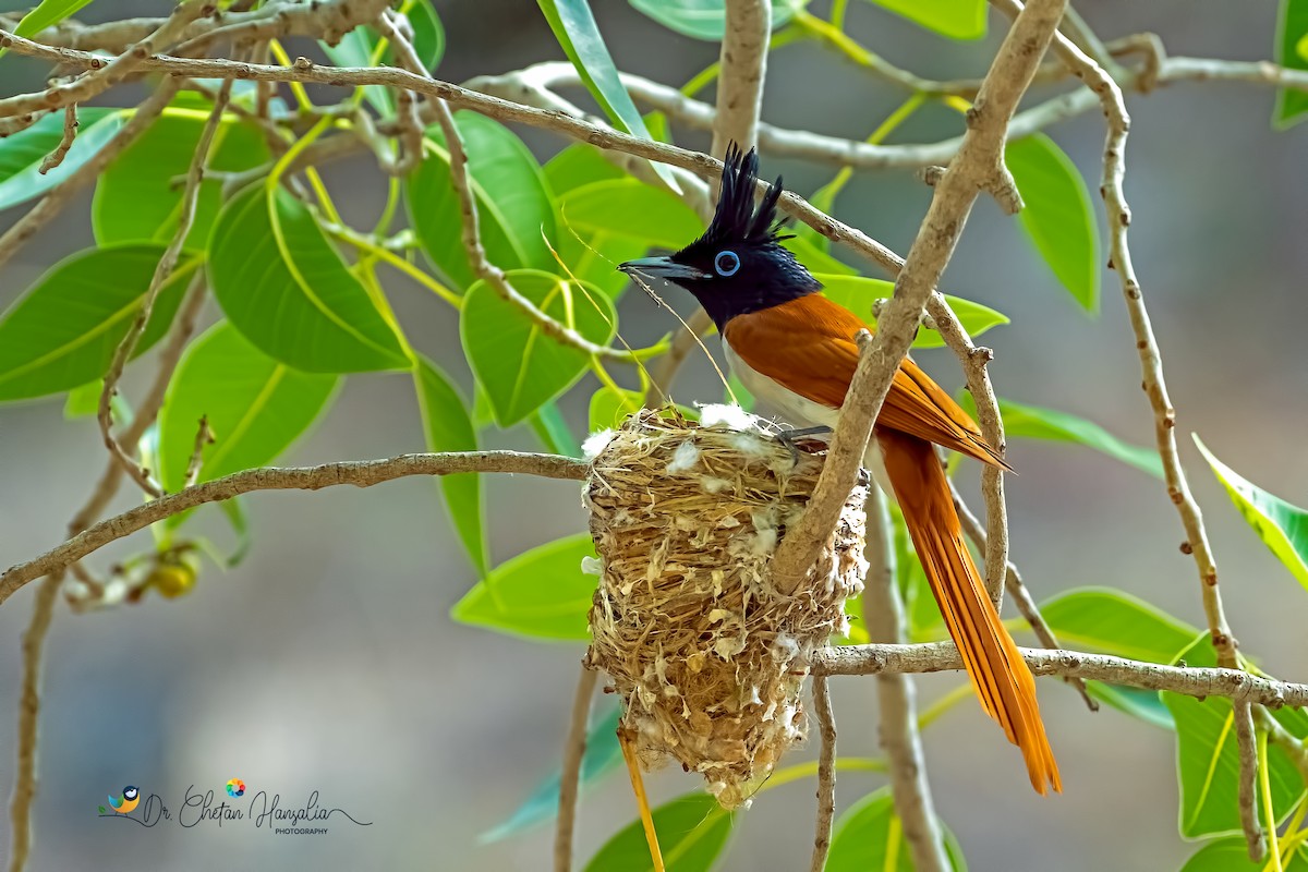 Indian Paradise-Flycatcher - ML637956302