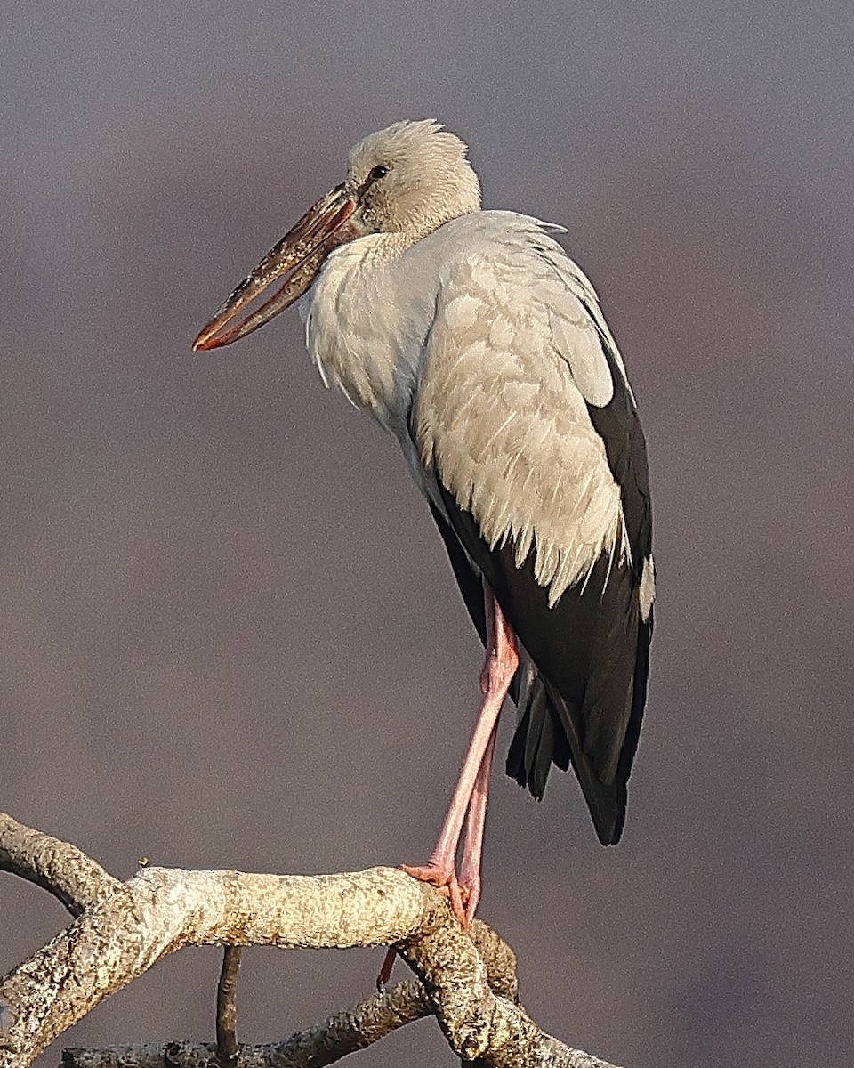 Asian Openbill - ML637956327