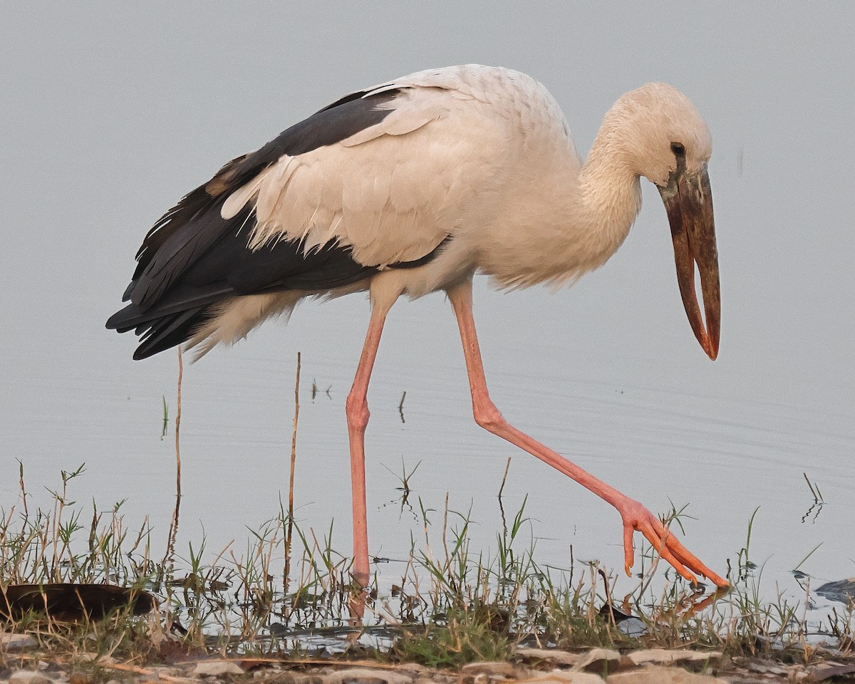 Asian Openbill - ML637956329