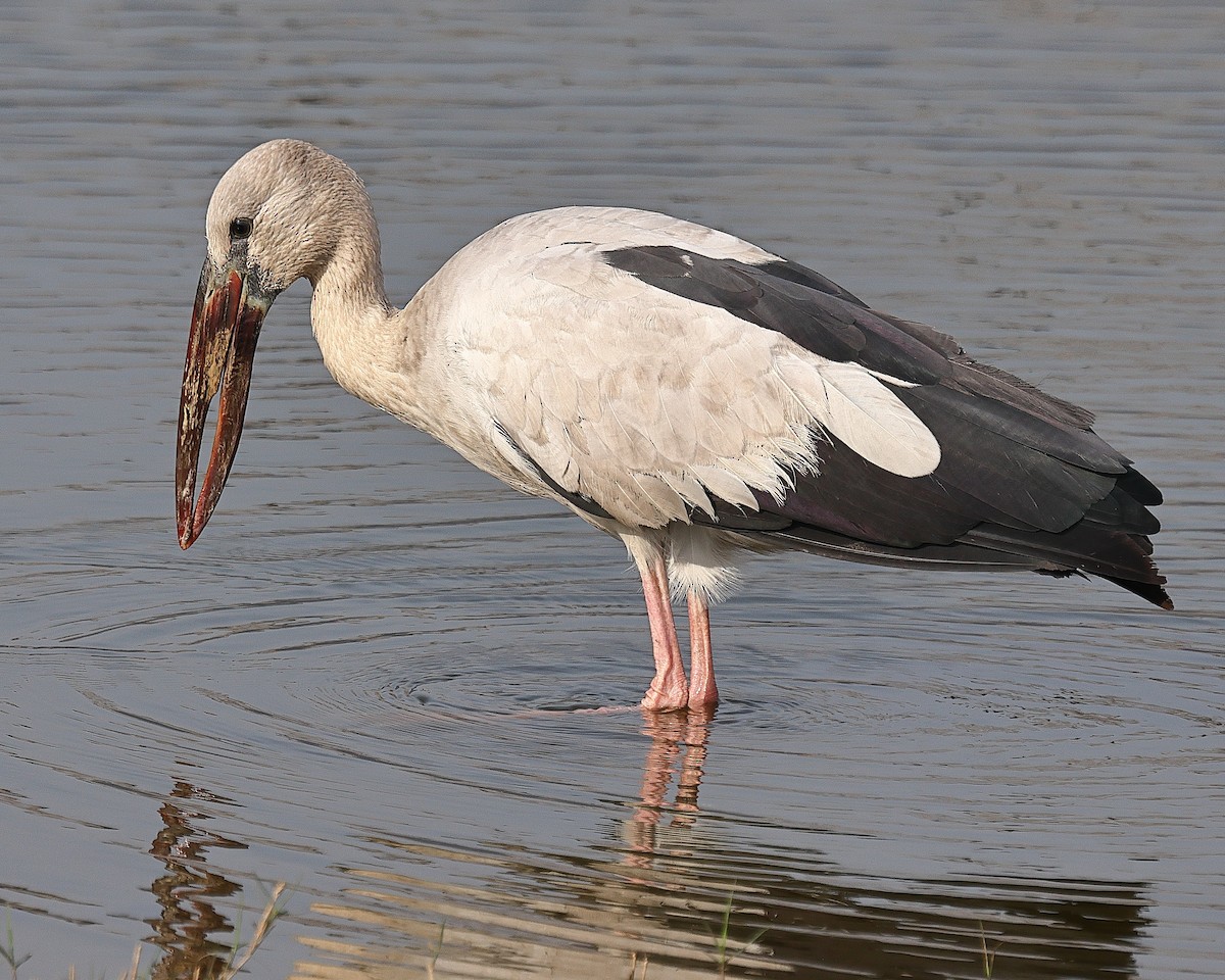 Asian Openbill - ML637956331