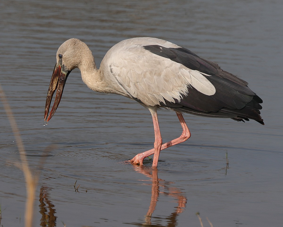 Asian Openbill - ML637956332