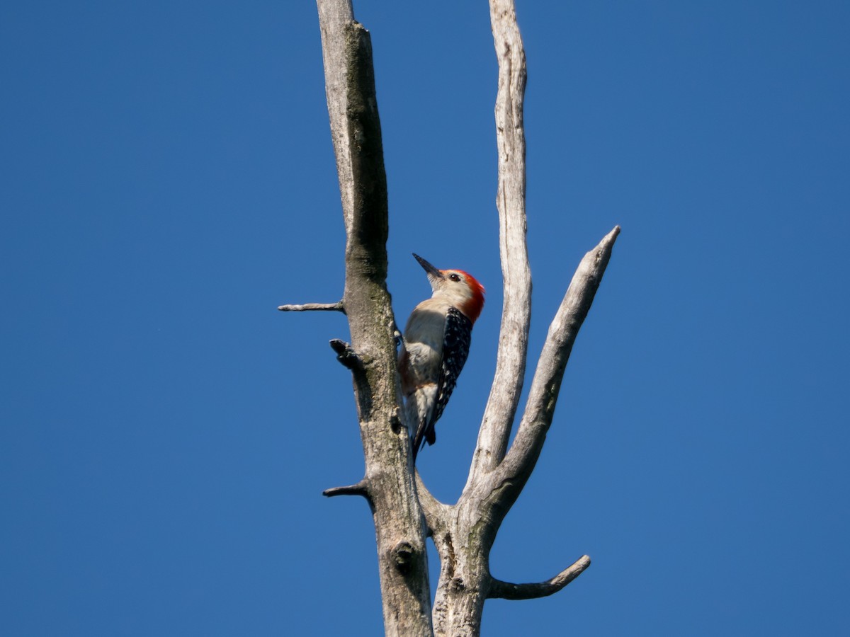 Red-bellied Woodpecker - ML637956362