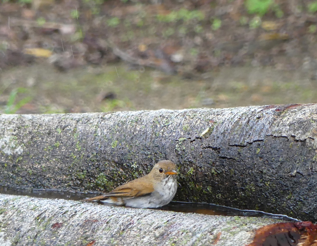Orange-billed Nightingale-Thrush - ML637956369