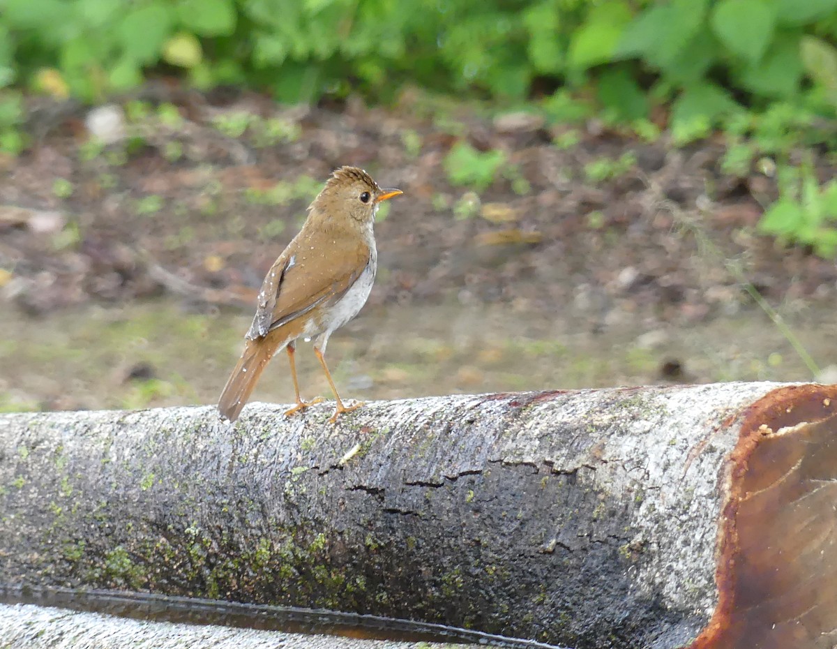 Orange-billed Nightingale-Thrush - ML637956371