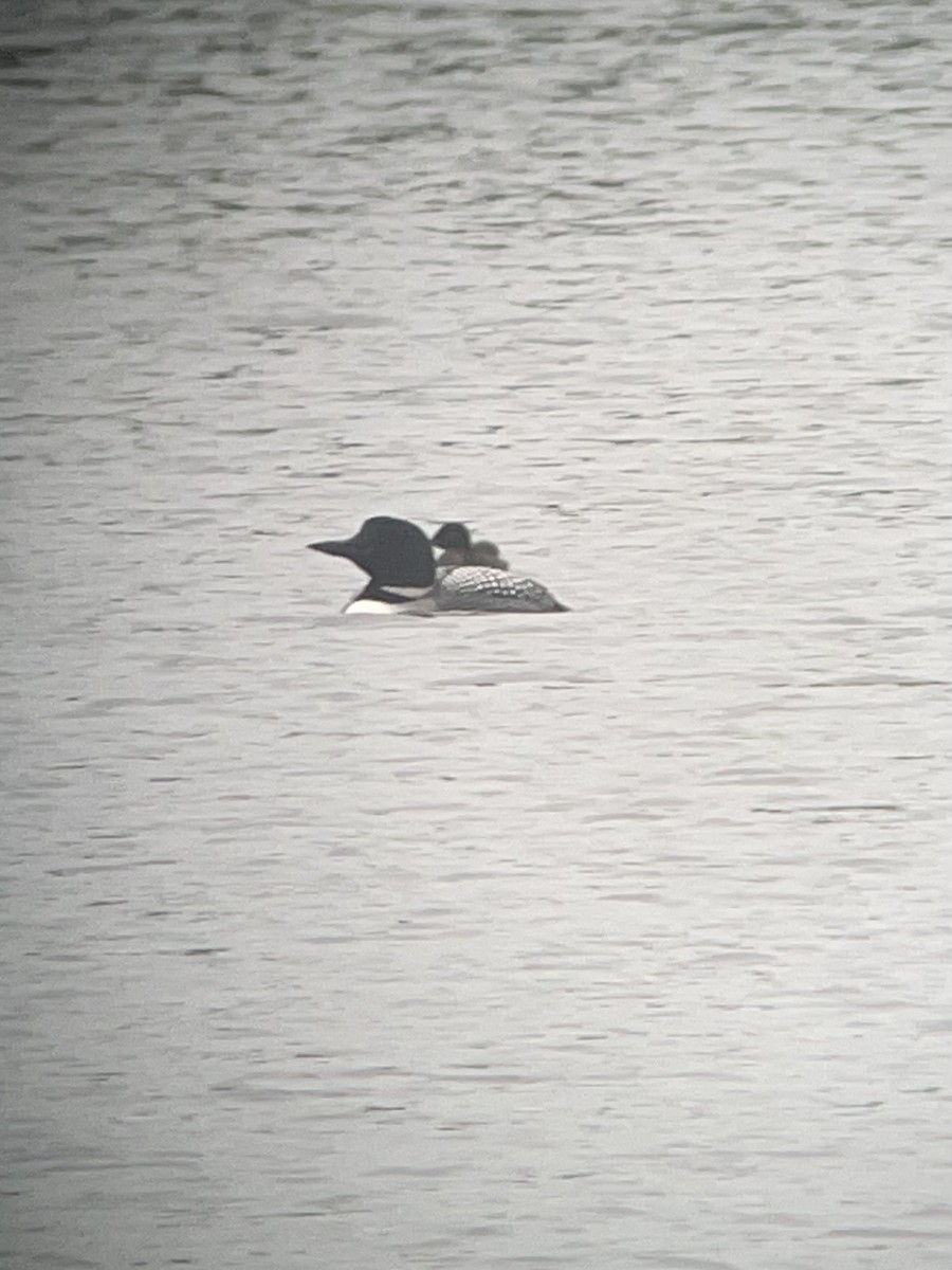 Common Loon - ML637956380