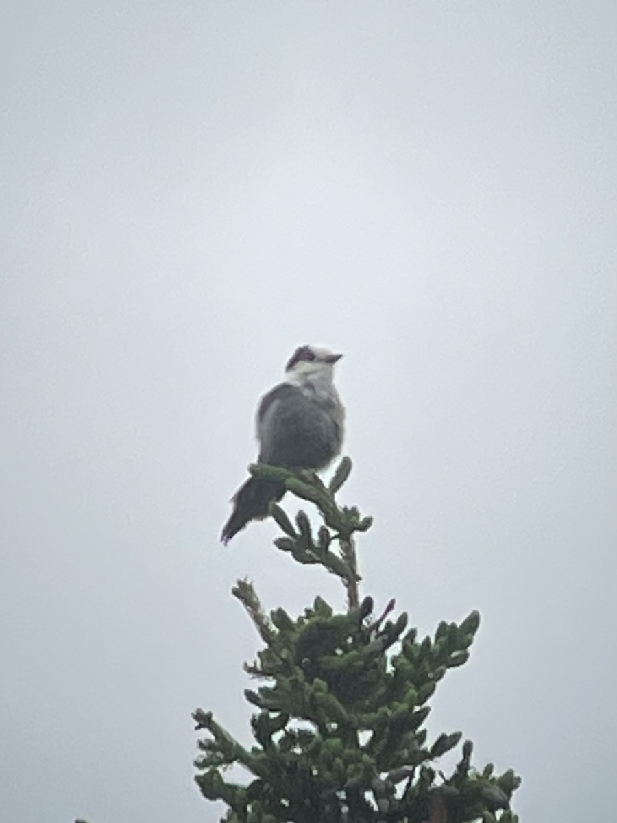 Canada Jay - ML637956383