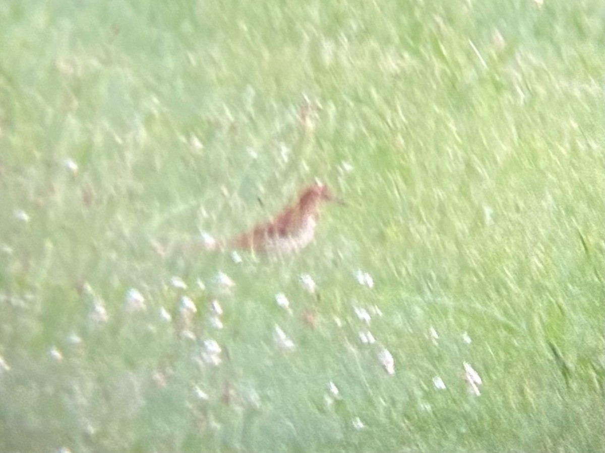 Brown Thrasher - ML637956384