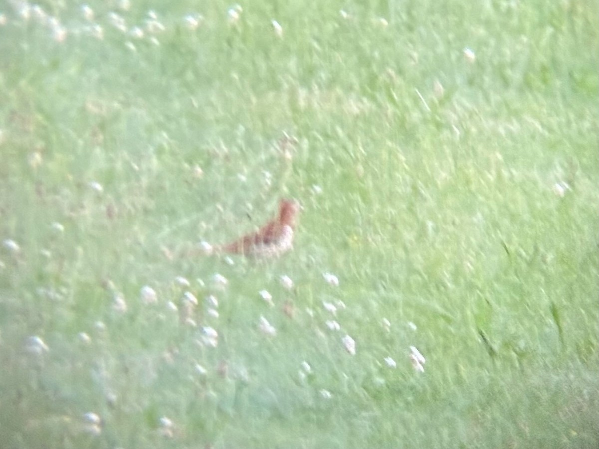 Brown Thrasher - ML637956385