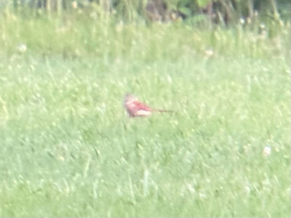 Brown Thrasher - ML637956386