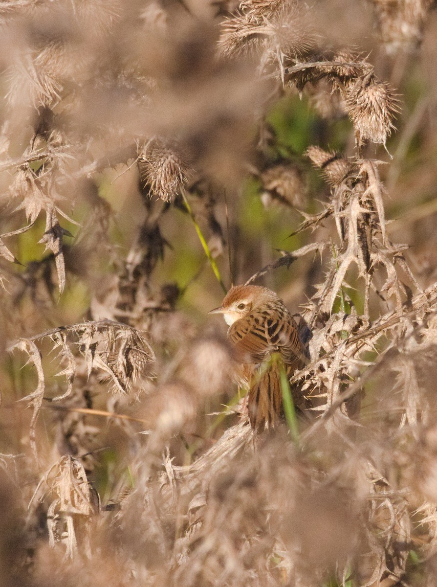 Tawny Grassbird - ML637956390
