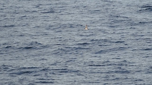 Black-vented Shearwater - ML637956411