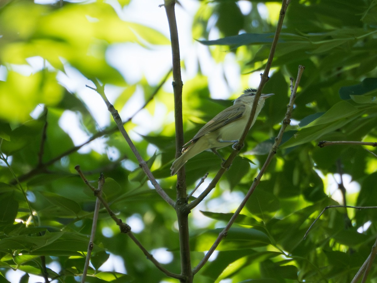 Red-eyed Vireo - ML637956424