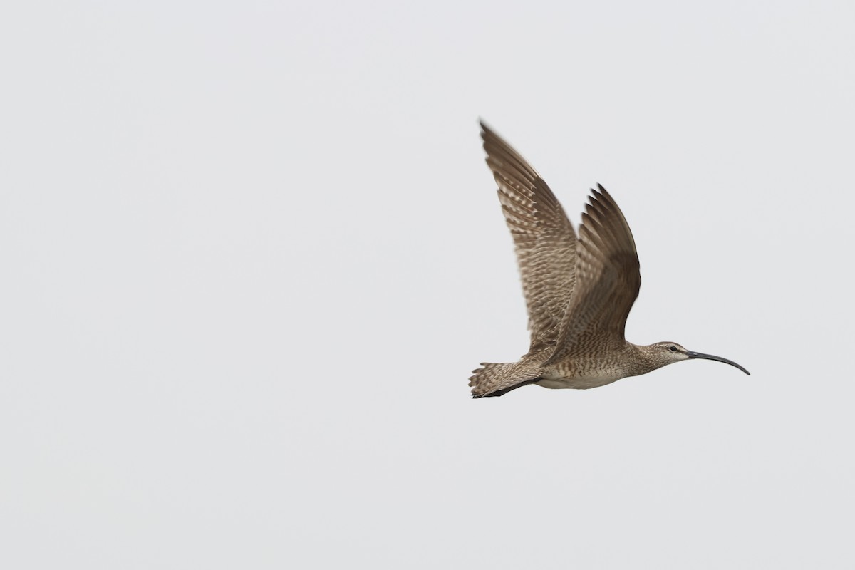 Chiurlo piccolo americano - ML637956427