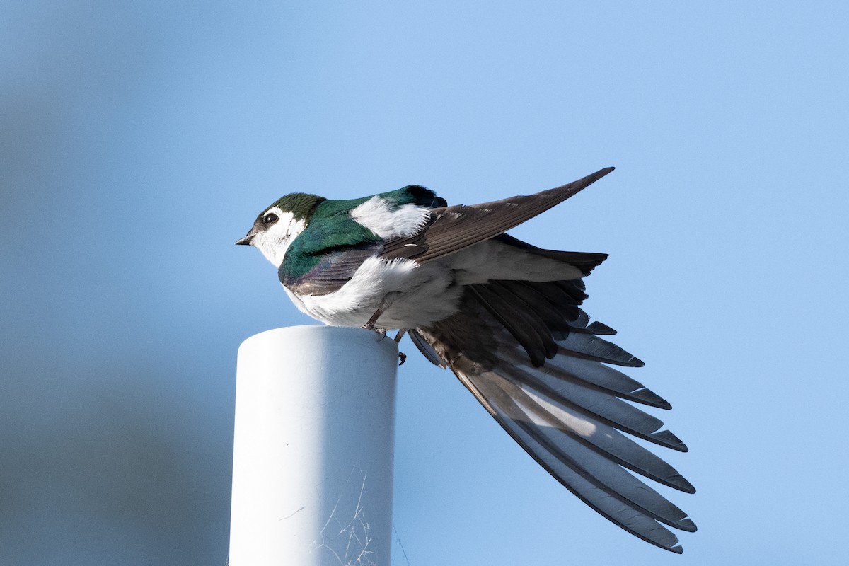 Violet-green Swallow - ML637956434