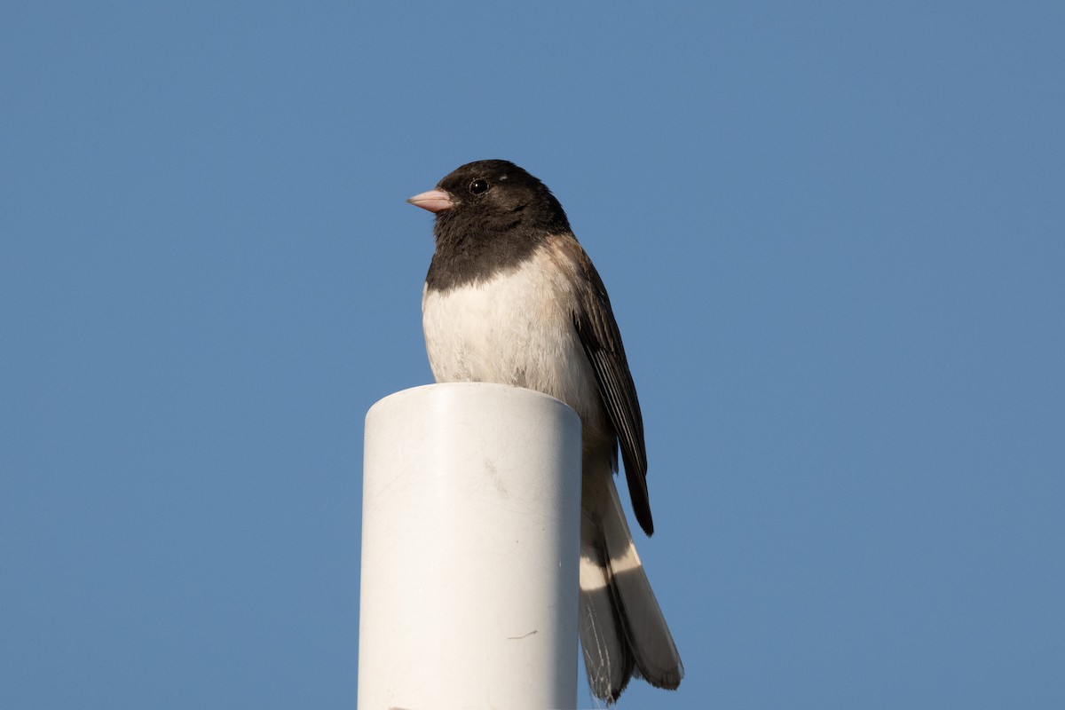 Dark-eyed Junco - ML637956435