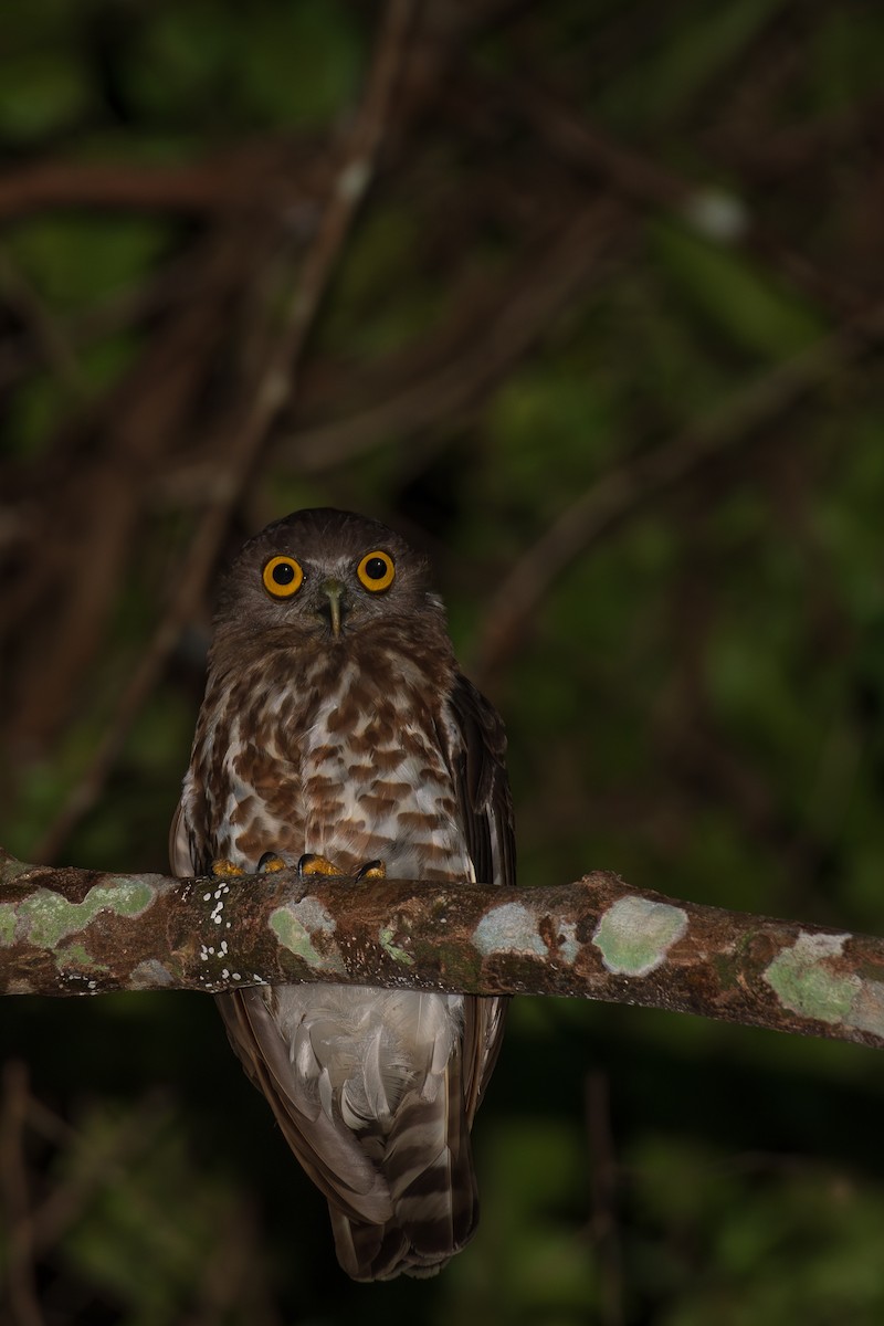Brown Boobook - ML637956448
