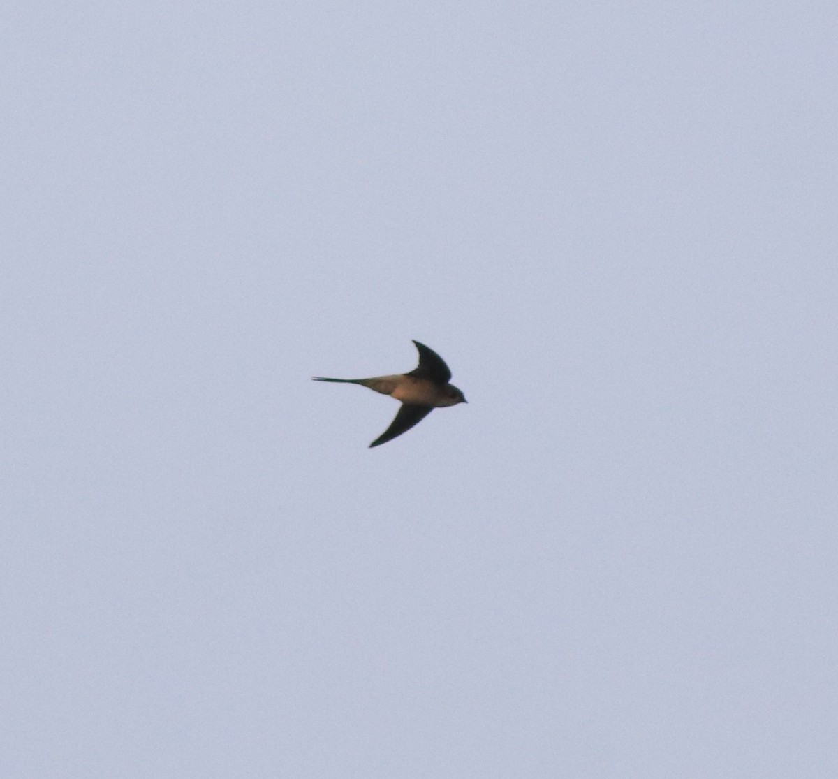 Asian Palm Swift - ML637956453