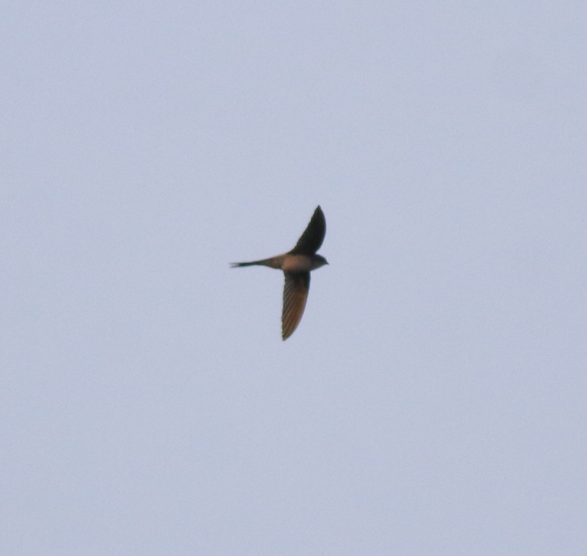 Asian Palm Swift - ML637956454
