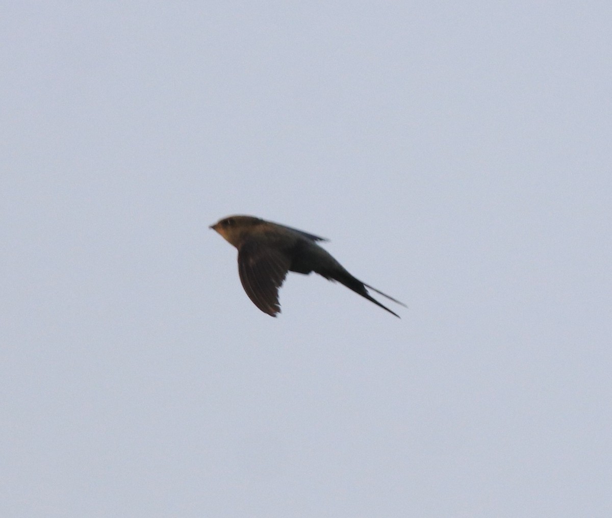 Asian Palm Swift - ML637956455