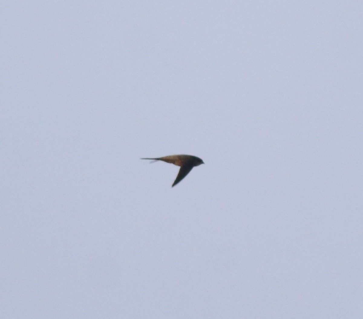 Asian Palm Swift - ML637956456