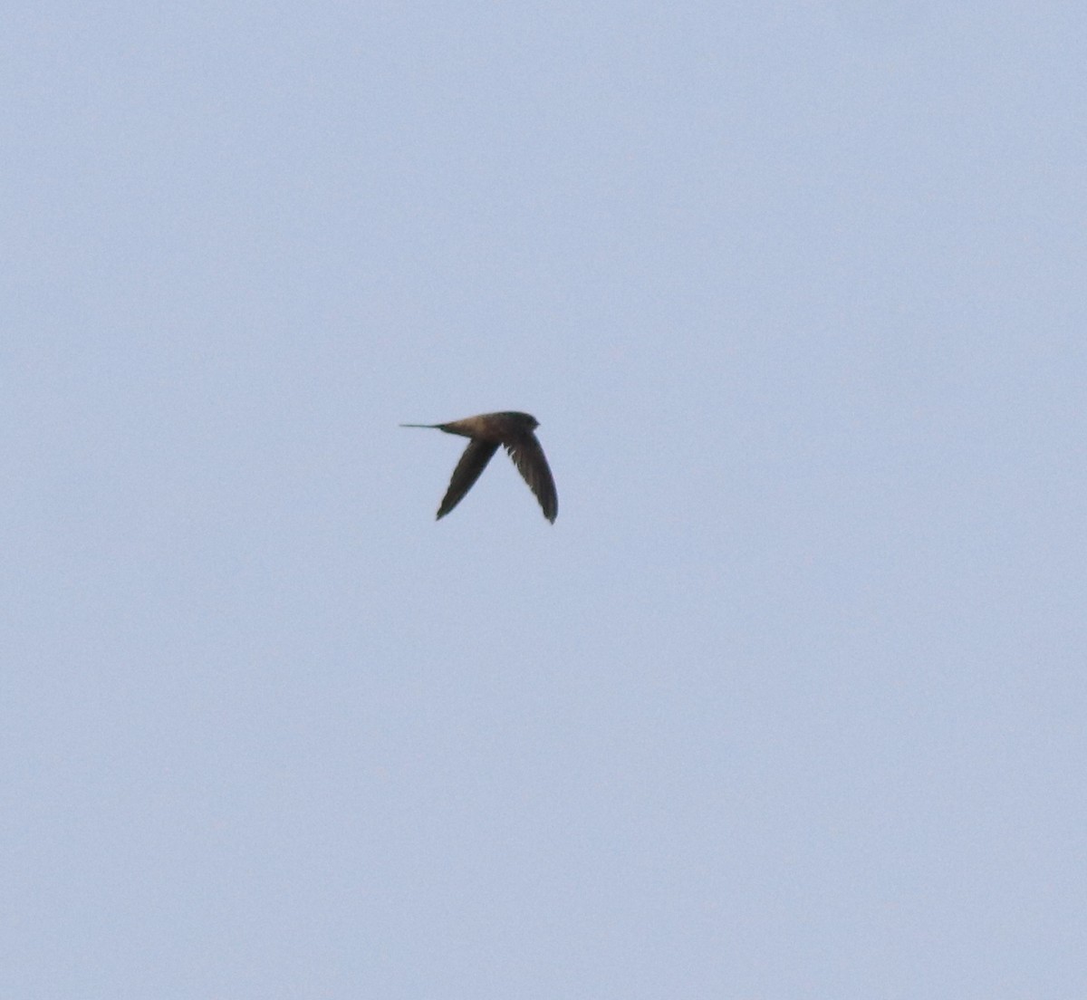 Asian Palm Swift - ML637956457