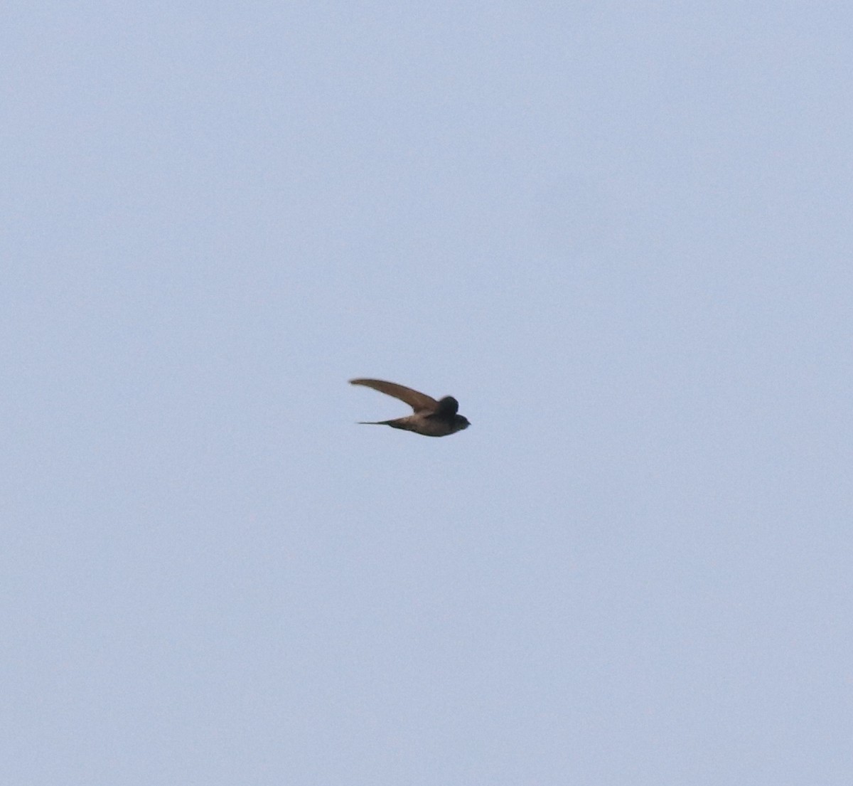 Asian Palm Swift - ML637956458