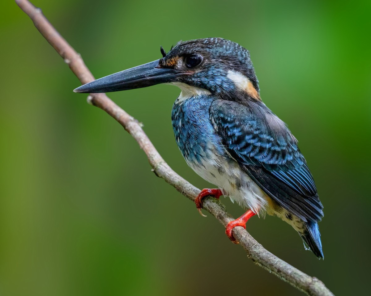 Malaysian Blue-banded Kingfisher - ML637956477